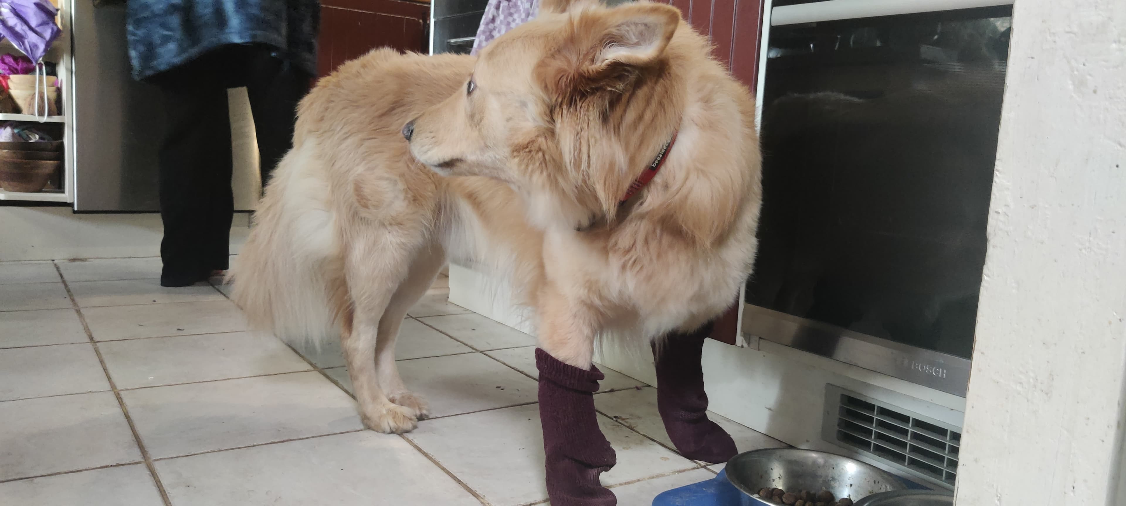 Bonus picture of my dog wearing socks he stole