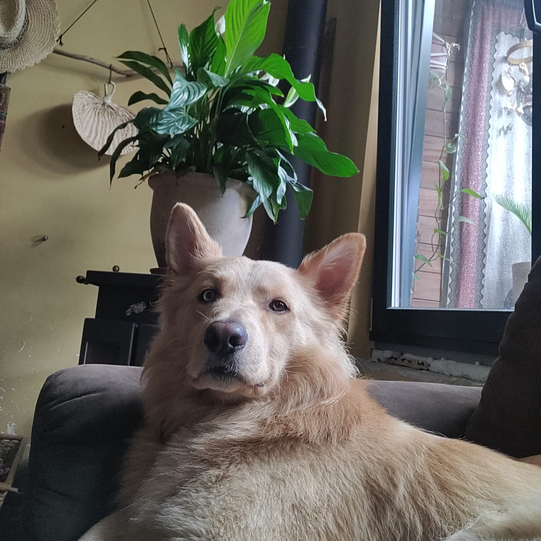 Bonus picture of my dog waking up from his slumber