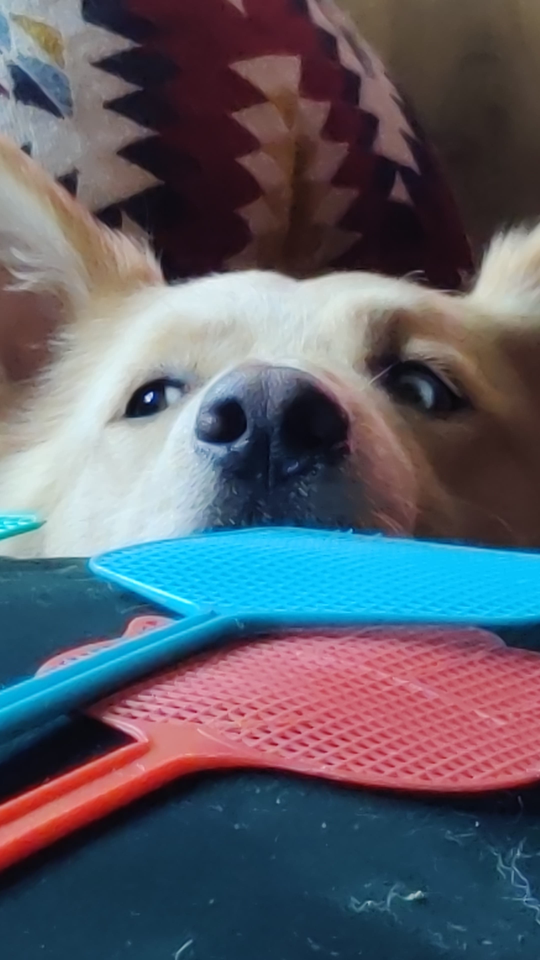 Bonus picture of my dog begging for some food